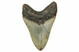 Serrated, Fossil Megalodon Tooth - North Carolina #340880-2